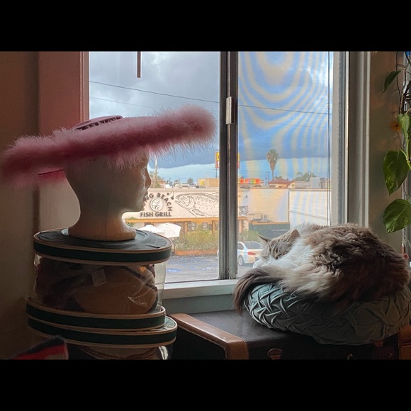 Curious Cat Lives Here - Picture 5 of 16